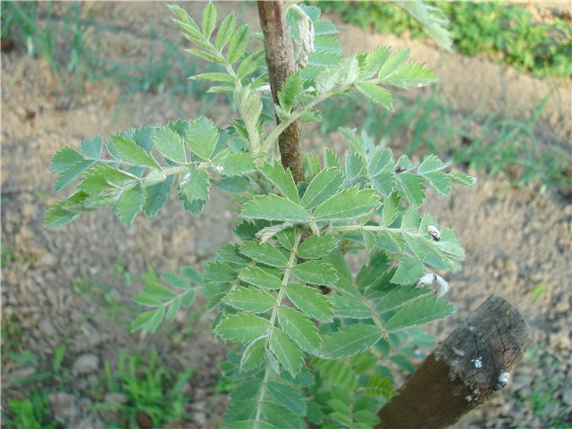 oskorusa